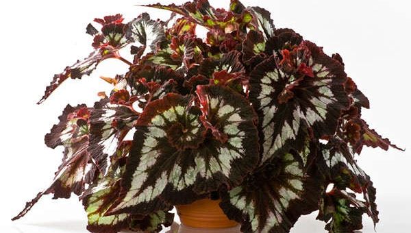 Бегония фиста уход в домашних условиях – комнатное растение с фото, описание внешнего вида, особенности ухода в домашних условиях и размножения, распространенные болезни и вредители