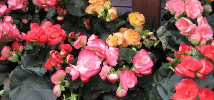 Бегония фото каскадная – фото и как за ним ухаживать, размножение, почему не цветет, виды (в том числе вечноцветущая) и их особенности