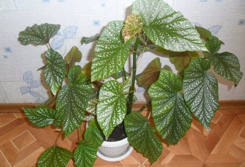 Бегония клещевинолистная уход в домашних условиях
