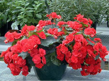 Бегония комнатная вечноцветущая фото уход в домашних условиях