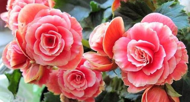 Бегония крупноцветковая – Уход за растением бегония крупноцветковая, выращивание, размножение и фото растения бегония крупноцветковая