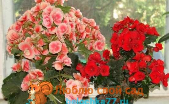 Бегония махровая уход в домашних условиях фото – описание цветов с фото, уход в домашних условиях и при посадке в открытый грунт, а также какими бывают лепестки — красными, белыми и другими