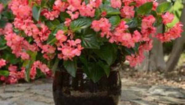 Бегония мегаватт – Бегония гибридная (Begonia interspecific) Megawatt Rose Bronze Leaf, 25 драже: цена, описание, продажа