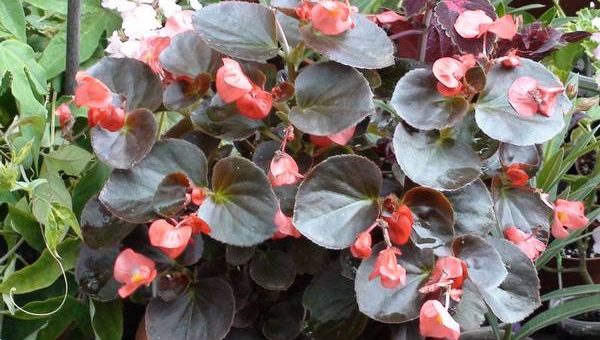 Бегония металлическая – ботаническое описание и фото цветка, особенности посадки и ухода за комнатным растением, также советы по борьбе с заболеваниями и вредителями