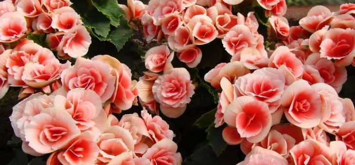 Бегония не клубневая уход в домашних условиях – Как посадить клубневую бегонию: выращивание красоты. Уход за клубневой бегонией в домашних условиях: подкормки, размножение