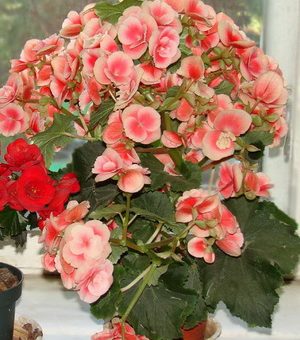 Бегония описание растения