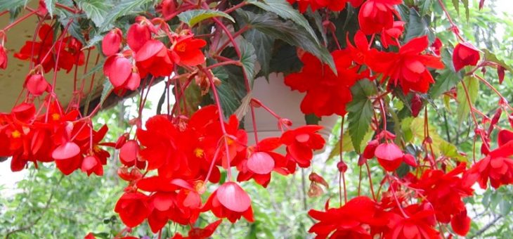 Бегония сорта – описание групп растений, комнатные и ландшафтные разновидности, уход и защита от вредителей