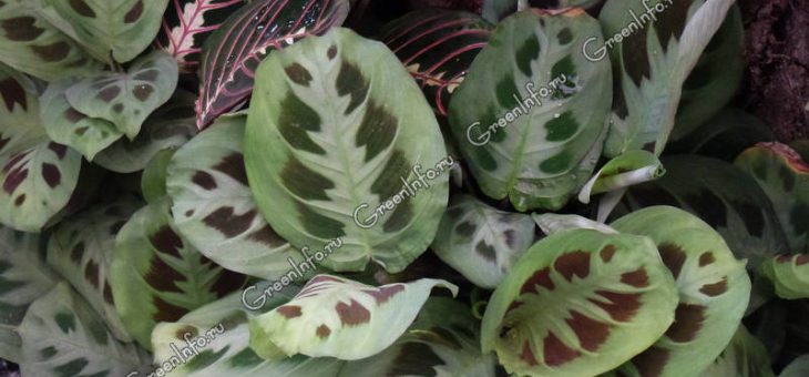 Беложильчатая маранта