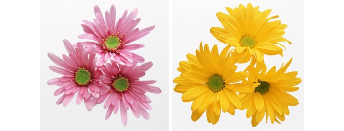 Белые кустовые хризантемы – Хризантема кустовая. Каталог кустовых хризантем с фото. Купить букет из хризантем с доставкой.