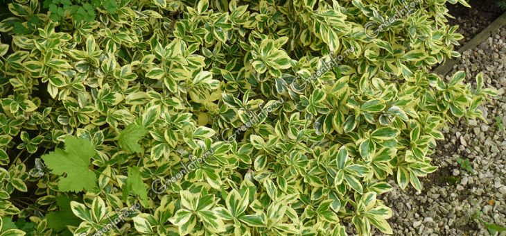 Бересклет стелющийся пестролистный