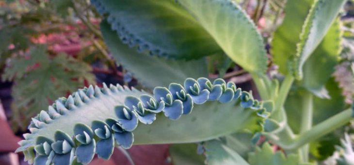 Бехарское каланхоэ – Фото Каланхоэ Блоссфельда, бехарского, войлочного, Дегремона, крупноцветкового, а также Каланхоэ Мангина, метельчатоцветкового, мраморного, перистого, пламенного, рассеченного и трубчатоцветкового