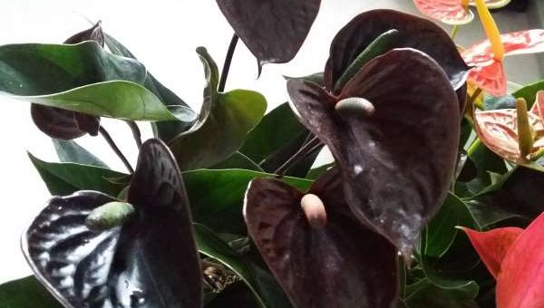 Блэк лав антуриум – описание и фото сортов Красота (Блэк Бьюти), Лав, Королева (Принцесс), Шоколадная Любовь, а также уход, размножение и болезни