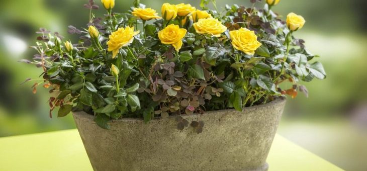 Большая домашняя роза уход в домашних условиях фото – как посадить, выращивать, пересаживать, уход в домашних условиях, сорта, как сохранить, если вянет