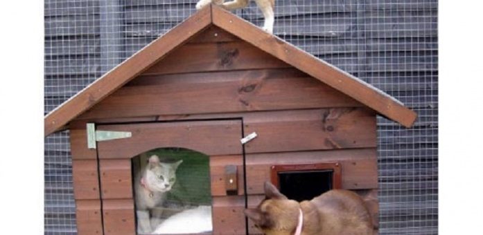 Будка для кота на улице своими руками