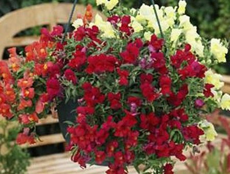 Букет из львиного зева фото – когда сажать, выращивание из семян, посадка, уход, ампельный многолетний цветок антирринум в саду