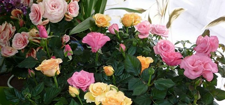 Чайная роза цветок фото – что это такое, красивые фото того, как выглядит цветок, описание сортов, а также рекомендации, как ухаживать за растением в горшке в домашних условиях