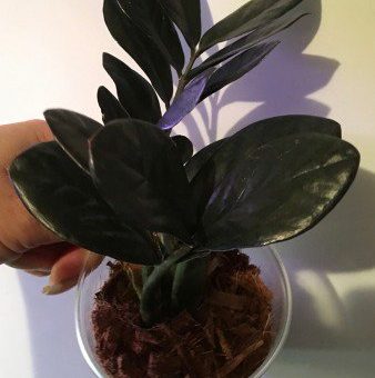 Черный замиокулькас фото