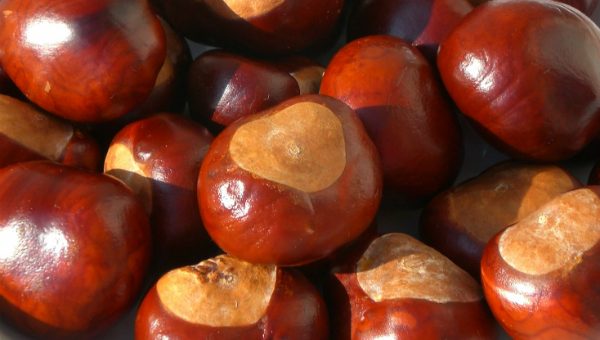 Что сделать из каштана – Под ногами полно каштанов — используй их правильно! 10 блестящих идей для применения каштанов…