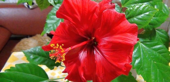 Что за цветок гибискус – фото, почему называется цветком смерти, виды, сорта, посадка и уход в домашних условиях, открытом грунте, размножение