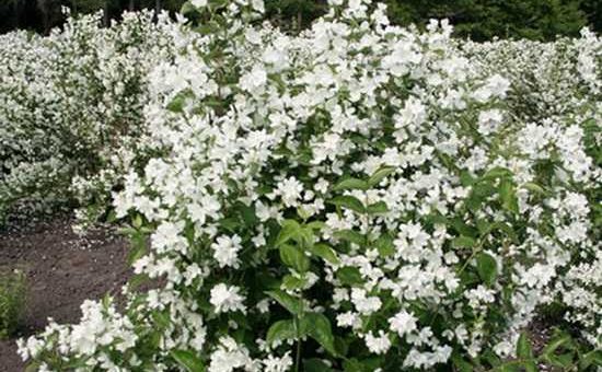 Чубушник фото цветов – Чубушник жасмин — описание и характеристики, виды и сорта с фото в ландшафтном дизайне, цена семян и где купить в Москве и СПб