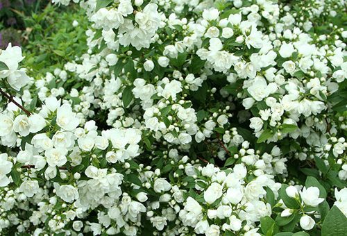 Чубушник гибридный – Чубушник гибридный Манто Д’Эрмин (Philadelphus x Manteau d`Hermine),куплю жасмин,купить чубушник,жасмин купить,жасмин цена,белый жасмин,чубушник сорта,чубушник уход,цветы для сада,цветы кустарники,цветущие кустарники,кустарники для живой изгороди