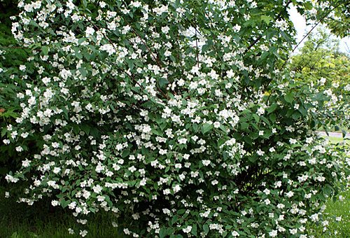 Чубушник венечный ауреус – Чубушник венечный или Жасмин садовый (Philadelphus coronarius),куплю жасмин,купить чубушник,жасмин купить,жасмин цена,белый жасмин,чубушник сорта,чубушник уход,цветы для сада,цветы кустарники,цветущие кустарники,кустарники для живой изгороди
