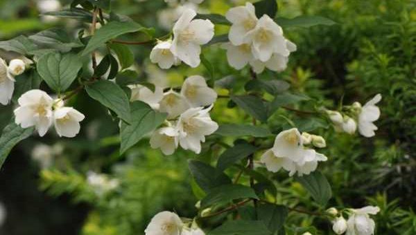 Чубушник воздушный десант – Чубушник жасмин — описание и характеристики, виды и сорта с фото в ландшафтном дизайне, цена семян и где купить в Москве и СПб