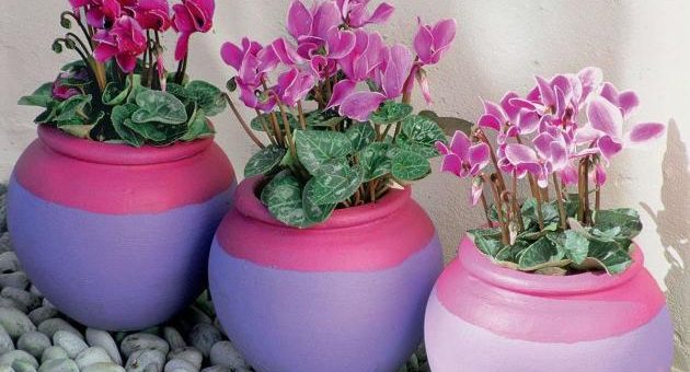 Цикламен фото и уход – Цветок цикламен уход в домашних условиях, виды альпийской фиалки с фото, размножение и правильная пересадка для начинающих, проблемы выращивания дряквы