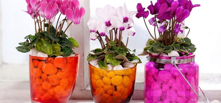 Цикламен уход фото