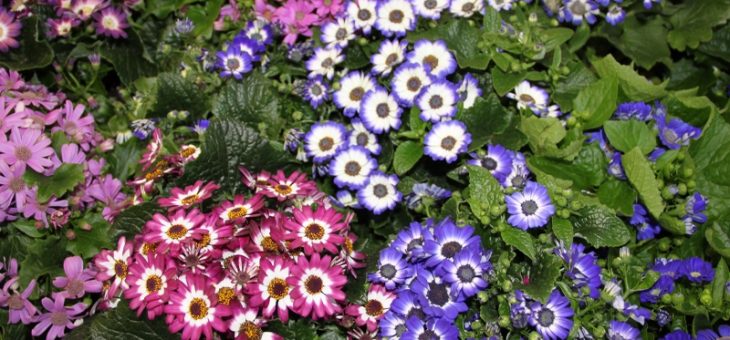 Цинерария посадка и уход в открытом грунте фото – посадка и уход в открытом грунте, приморская, гибридная, комнатная в домашних условиях, выращивание