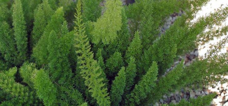 Цвет аспарагус фото – Фото Аспарагуса кистевидного, медеолойдес, Мейера, обыкновенного, перистого, серповидного, спаржевидного, тончайшего, Шпренгера