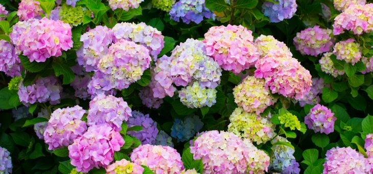 Цвет гортензии – Можно ли изменить цвет у гортензии древовидной — Мир цветов