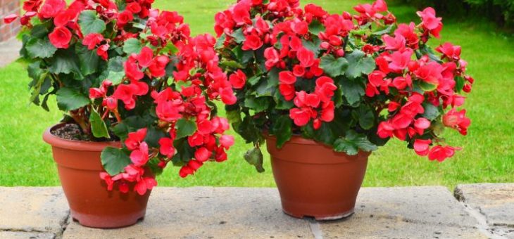 Цветение бегония – почему, что делать в домашних условиях и как ухаживать за комнатным растением, чтобы оно давало не только листву, а также смотрите фото