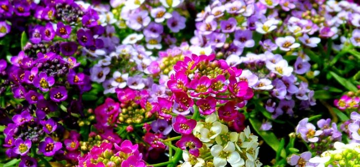 Цветок алиссум посадка и уход фото