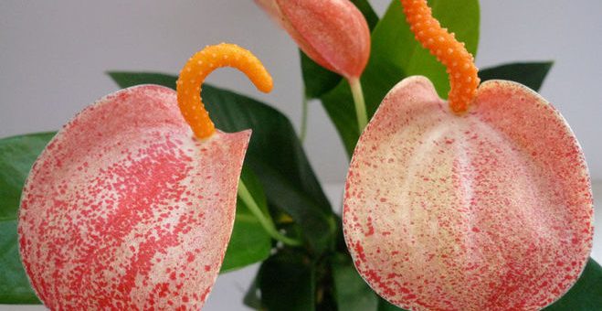 Цветок антуриум белый – уход в домашних условиях, виды цветов (хрустальный, микс, Шерцера, Андре чемпион и т.д.), посадка, пересадка, размножение, болезни и вредители, фото и видео