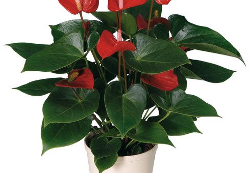 Цветок антуриум фото комнатный – Антариум уход, пересадка и размножение в домашних условиях, основные виды в фото и видео