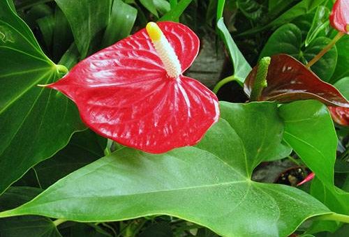 Цветок антуриум уход в домашних условиях фото – уход в домашних условиях, размножение, посадка и пересадка, болезни и вредители, фото и видео