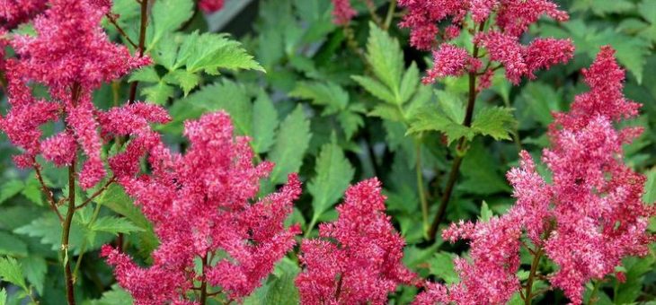 Цветок астильба – Астильба посадка и уход в открытом грунте, размножение и выращивание, фото сортов и их описание