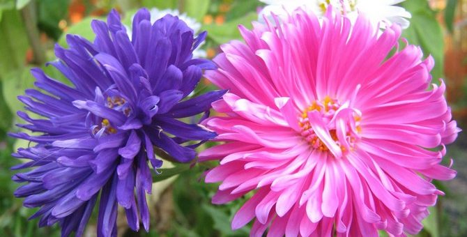 Цветок астра картинки