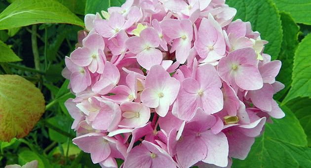 Цветок гортензия