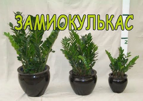 Цветок комнатный фото замиокулькас