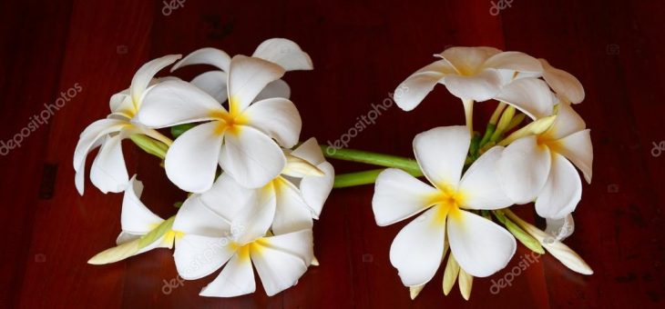 Цветок коричневый – картинки и фотографии коричневого цвета, скачать изображения на Depositphotos®