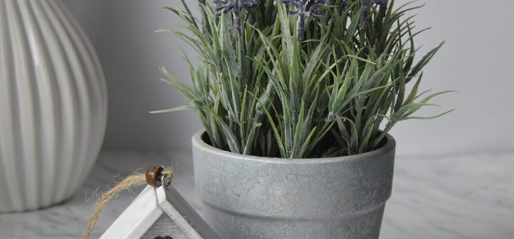 Цветок лаванда в домашних условиях