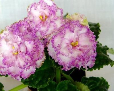 Цветок шафран – Шафраны и бархатцы — это разные цветы? Как выглядят растения на фото, а также чем отличаются, и какие черты от них объединила в себе имеретинская разновидность?