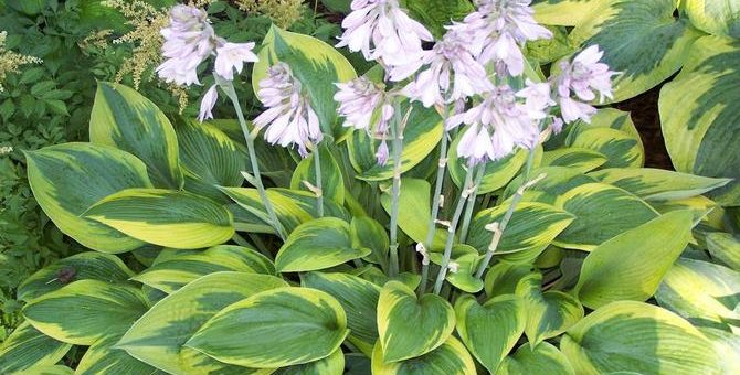 Цветок хоста фото