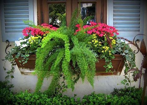 Цветущие цветы на даче – Цветы в саду и на даче — самый простой способ создать цветущий сад за окном. Вот оно, мое летнее настроение!