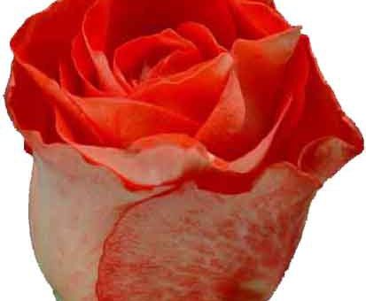 Цветы альстромерия фото – цветы фото, опт цветов, цветы оптом, продажа цветов, фото цветов, купить живые цветы, названия цветов, каталог цветов, цветы каталог, роза, лилия, хризантема, гвоздика, альстромерия, амариллис, антуриум, гербера, гидрангея, гиперикум, гипсофила, дельфиниум, калла, леукадендрон, лизиантус, лимониум, орхидея, статица, тюльпан, фрезия, целозия, экзотика, зелень, нарцисс, ирис, гиацинт