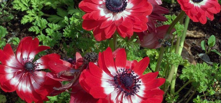 Цветы анемоны фото посадка и уход – Цветок анемона: посадка и уход, фото, выращивание и виды: корончатая, махровая и т.д.