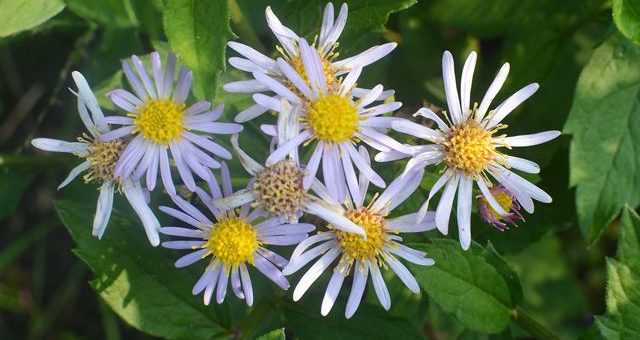 Цветы астры на даче – «Астральные» советы. Какие бывают многолетние астры, как за ними ухаживать? | Цветы | Дача