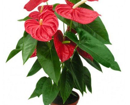 Цветы фото антуриум